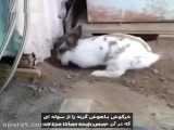 خرگوش باهوش گربه را از جایی که در آن حبس شده نجات می‌دهد