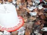 اولین عامل در کرچ شدن مرغ بومی تخمگذار، به نژاد آنها بر می گردد