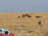 شکار گوزن یالدار توسط خانواده چیتاها