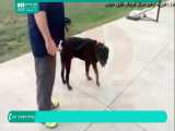 آموزش تربیت سگ | تربیت حیوان خانگی | تربیت سگ نگهبان ( استفاده از قلاده )