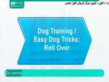 آموزش تربیت سگ | تربیت حیوان خانگی | تربیت سگ نگهبان ( غلت زدن )