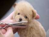 آرایش توله سگ کوچولو بامزه - آرایشگاه حیوانات خانگی