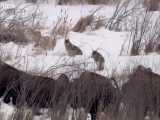 راز بقا - شکار خونین بوفالو توسط گله گرگ های خاکستری
