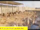 صادرات جوجه شترمرغ با کیفیت به کشور عراق وافغانستان وارمنستان