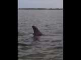 شکار خارق‌العاده ماهی توسط دلفین