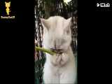 پپشمک متحرک که می گن اینه از جنس گربه ، اگه دوست داشتین لایک کنین.