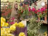آموزش نگهداری و پرورش   گل آنتوریوم   - شیراز