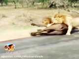 شکار گاومیش توسط گله شیرها وسط جاده