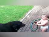 بازی کردن سگ ها با بچه ها