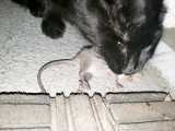 خوردن بی رحمانه موش توسط گربه!