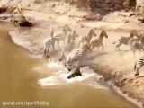 فیلم مستند جنگ و شکار شیرها ی افریقایی از گروه گور خرها و بوفالوها