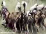 فیلم مستند شکار حیوانات در طبیعت حیات وحش افریقا
