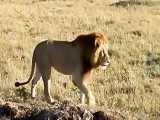 مستند راز بقا : نبرد شیر ها