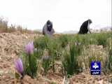 استان اصفهان با تولید سالانه بیش از 8 هزار کیلو گرم زعفران