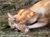 شکار بچه گربه گوش دراز توسط شیر ماده