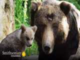 مستند محافظت خرس مادر از توله های خود در برابر حمله