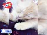 Catگربه
