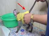 حمام کردن میمونهای بامزه