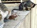 آب دادن به گربه های خیابانی | (سامان واقفی)