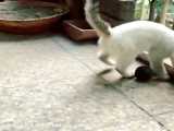 توپ بازی گربه بامزه سفید رنگ | (سامان واقفی)