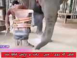 فیلی که روی   مین   رفت و پایش قطع شد.