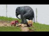 حملات حیوانات وحشی فیل گراز و کروکدیل