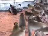 حمله ی میمونها به مار برای نجات دادن دوستشون