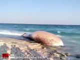 کشف لاشه یک نهنگ در ساحل سیمرغ کیش