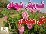 بهترین نهال گل محمدی اصلاح شده بیخار پاکوتاه درسمنان