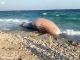 عصر امروز لاشه یک نهنگ در سواحل شرقی جزیره کیش پیدا شد