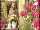آموزش پرورش و نگهداری   گل داوودی   - شیراز