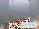 مشاهده گونه شنگ پس از مدت ها در نزدیکی شهر اصفهان