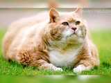 عکس های از گربه های چاق