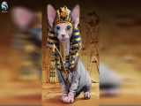 چگونه گربه های ایرانی باعث شکست لشکر مصر باستان شدند؟! 