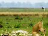فیلم مستند جنگ و جدال شیرها و زرافه های حیات وحش افریقا
