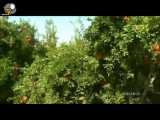 کاشت انار در استان لرستان و باغ های زیبای این منطقه