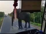 عکس العمل فیل نسبت به محبت راننده