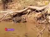 آمازون - شکار تمساح توسط پلنگ جگوار