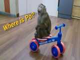میمون کوچولوی شیطون و اسباب بازیهای کارتون سگهای نگهبان