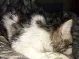 Feline infectious peritonitis)
