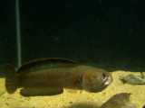 ماهی سرماری سیلان: Channa orientalis