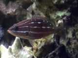 ماهی هامور باریک: Anyperodon leucogrammicus