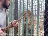 ساز زدن برای یک شیر جنگل در قفس