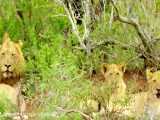 فیلم مستند جنگ  و شکارهای شیرها و کفتارها در حیات وحش افریقا