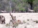 فیلم مستند جنگ بین کفتارها و شیر بیچاره در حیات وحش افریقا