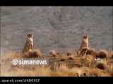 ویدیو ای از دو یوزپلنگ در پارک ملی سمنان