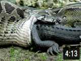 پایتون Alligator را می خورد