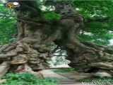 عجیب ترین درختان دنیا با اهنگ محسن چاوشی