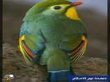پرندگان زیبا جهان با ایات مبارک قران حتما ببینید