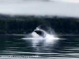 نهنگ ها در آلاسکا